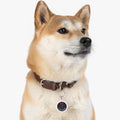 Pet Tag — "Slot Strategies" Neon Beer Logo